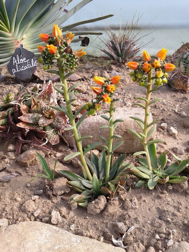 Echeveria tamaulipana