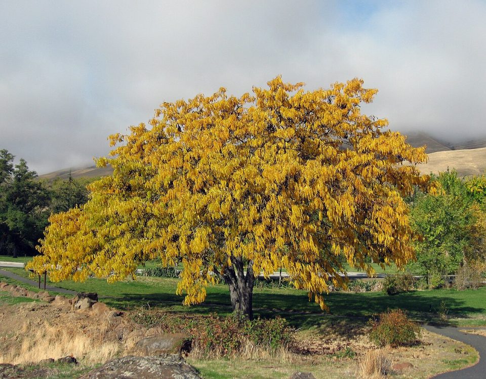 Foto ilustrativa de la especie: Acacia de tres espinas