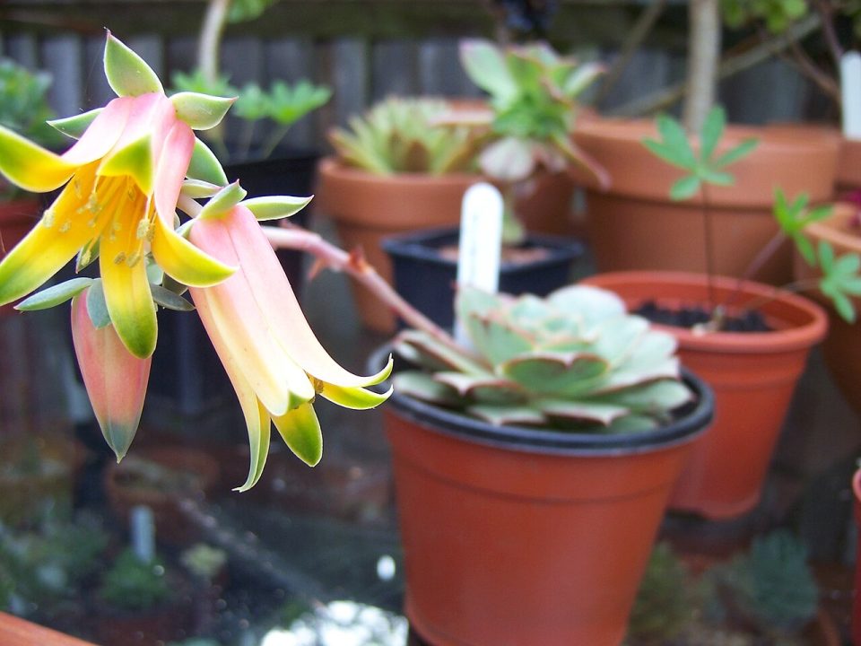 Echeveria longissima