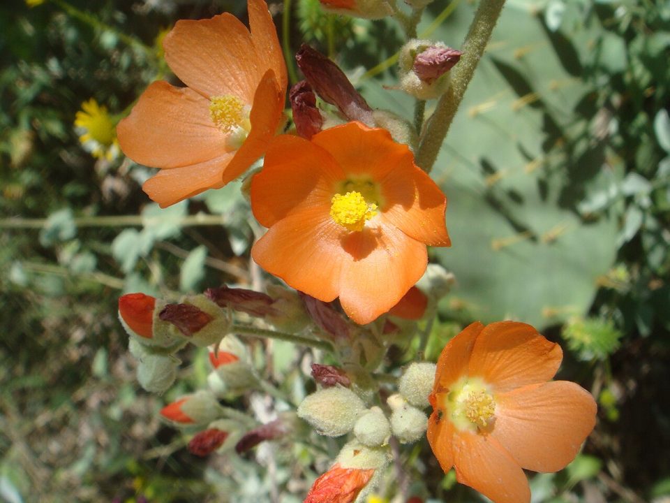 Sphaeralcea coulteri