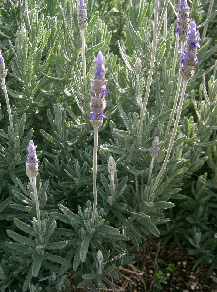Imagen de referencia de Lavandula dentata