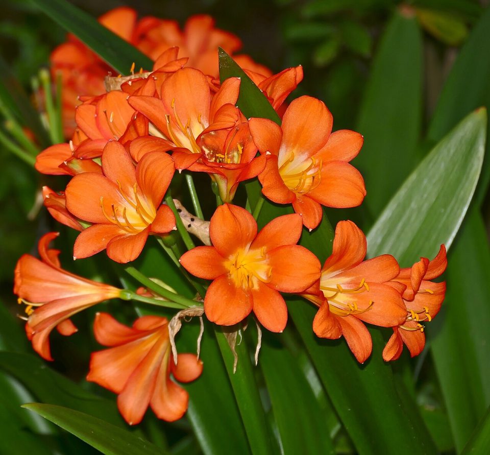 Clivia miniata