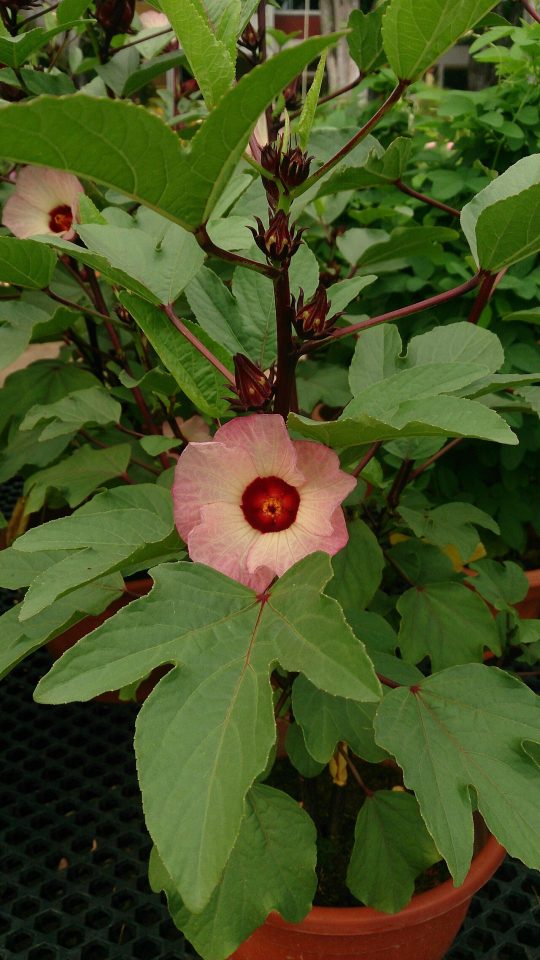 Sabdariffa gossypiifolia
