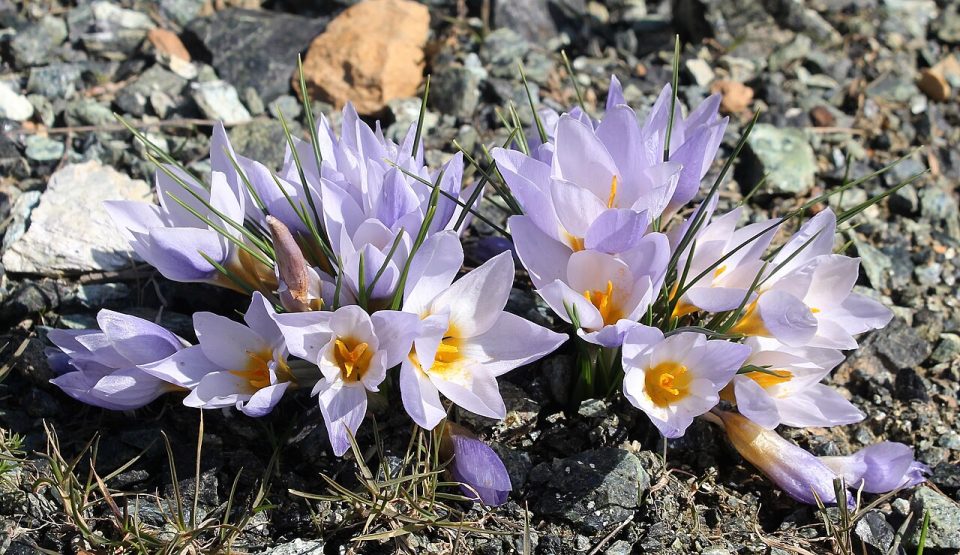 Crocus keltepensis
