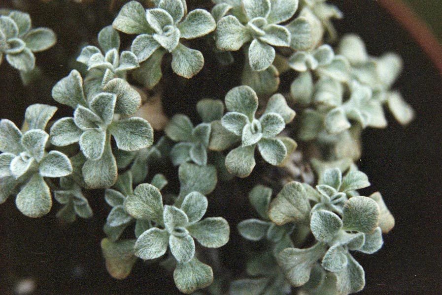Helichrysum confertum