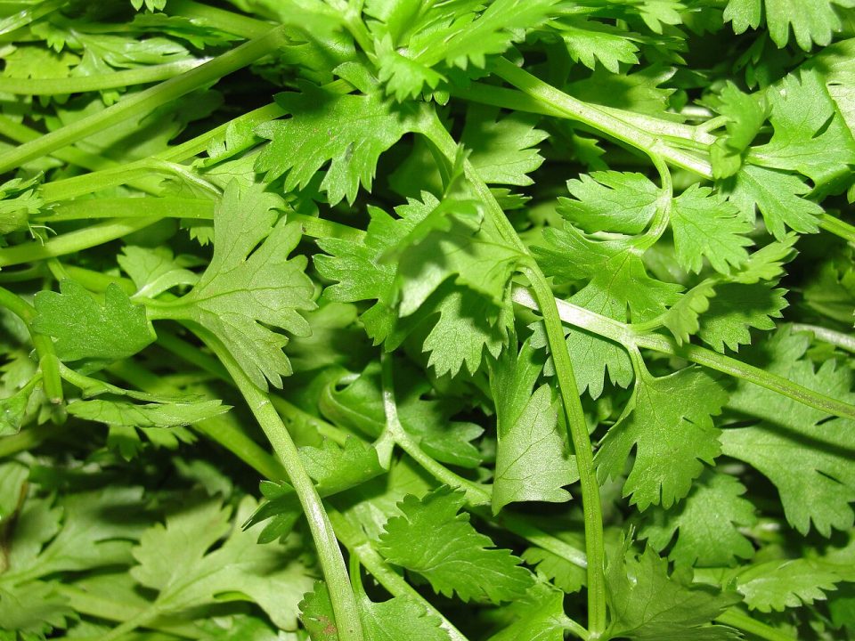 Foto ilustrativa de la especie: Cilantro