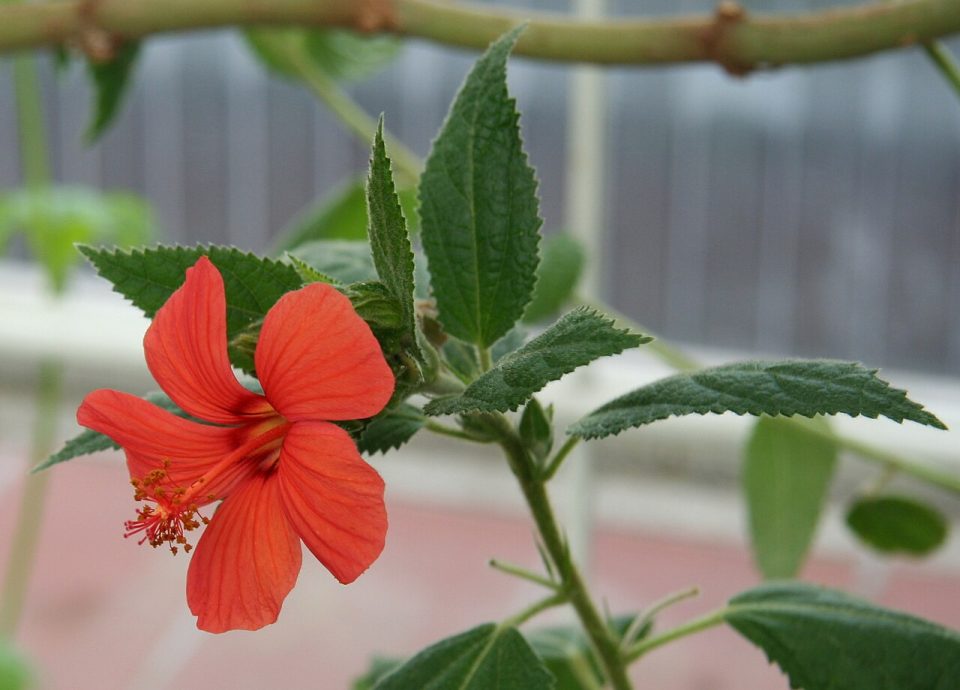 Pavonia schrankii