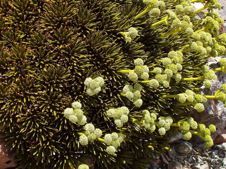 Aciphylla dobsonii