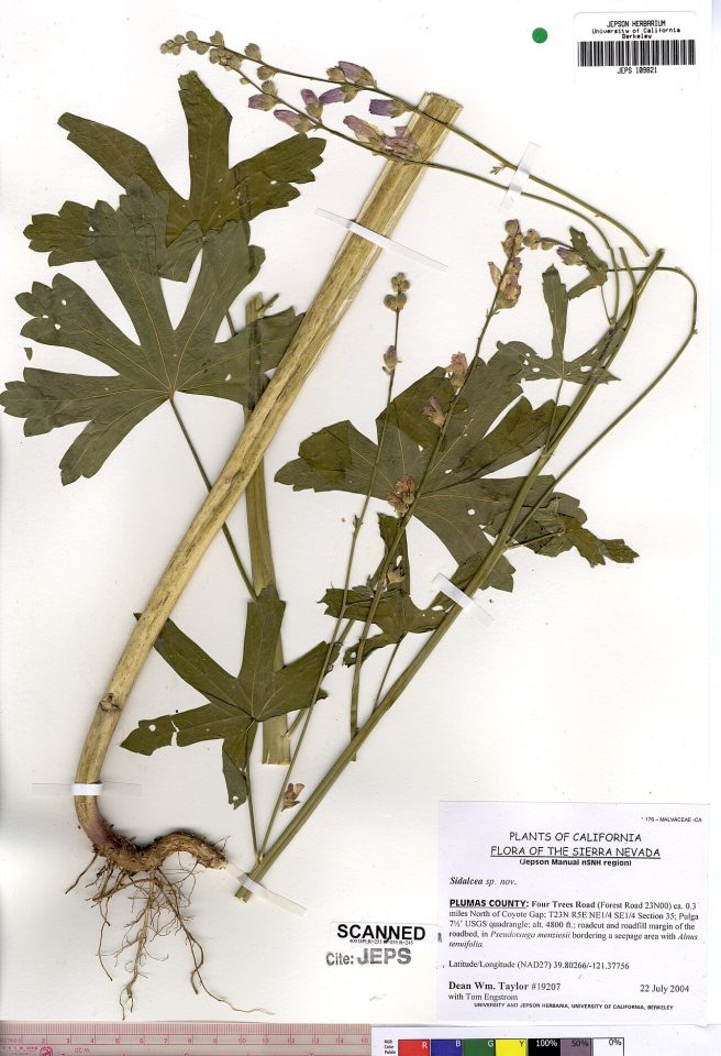 Sidalcea gigantea