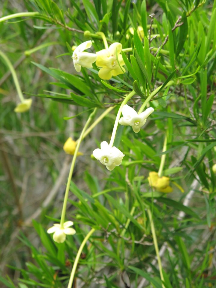 Brunfelsia densifolia