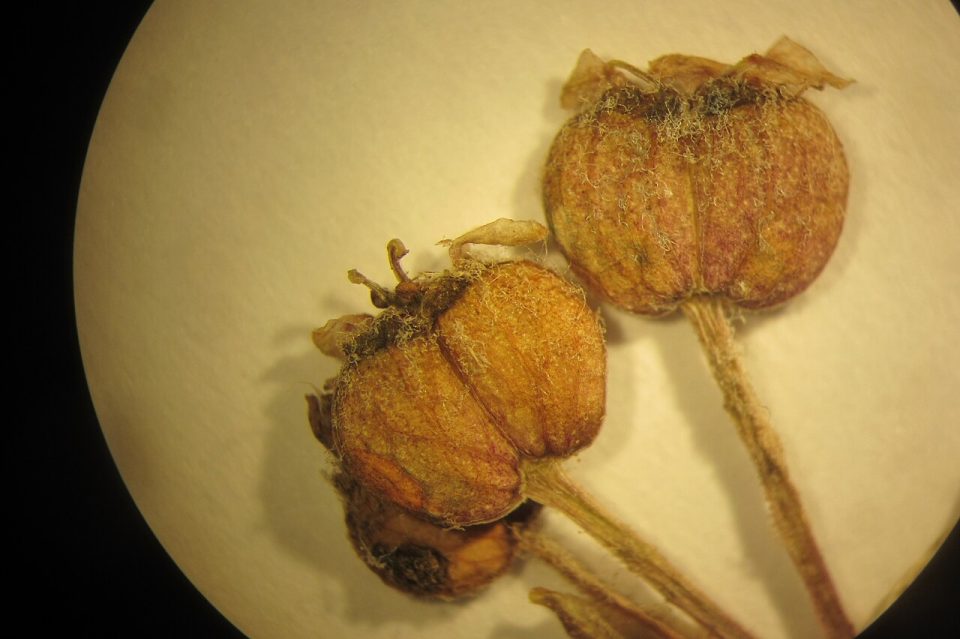 Centella uniflora