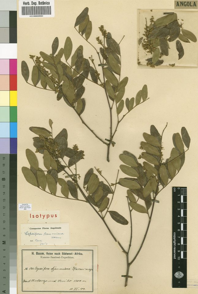 Copaifera baumiana
