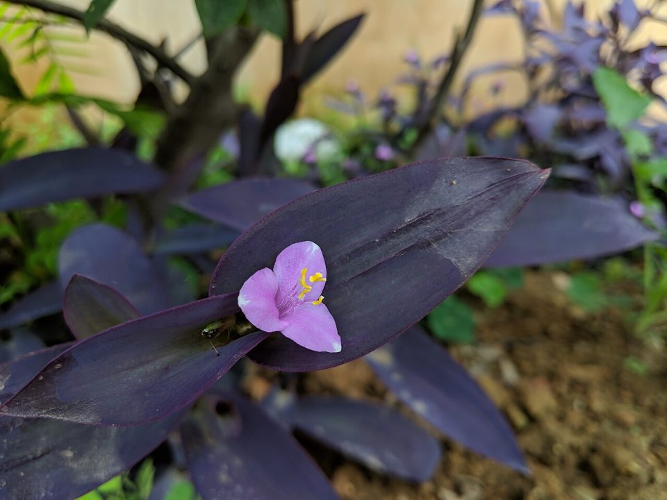 Foto ilustrativa de la especie: Tradescantia pallida