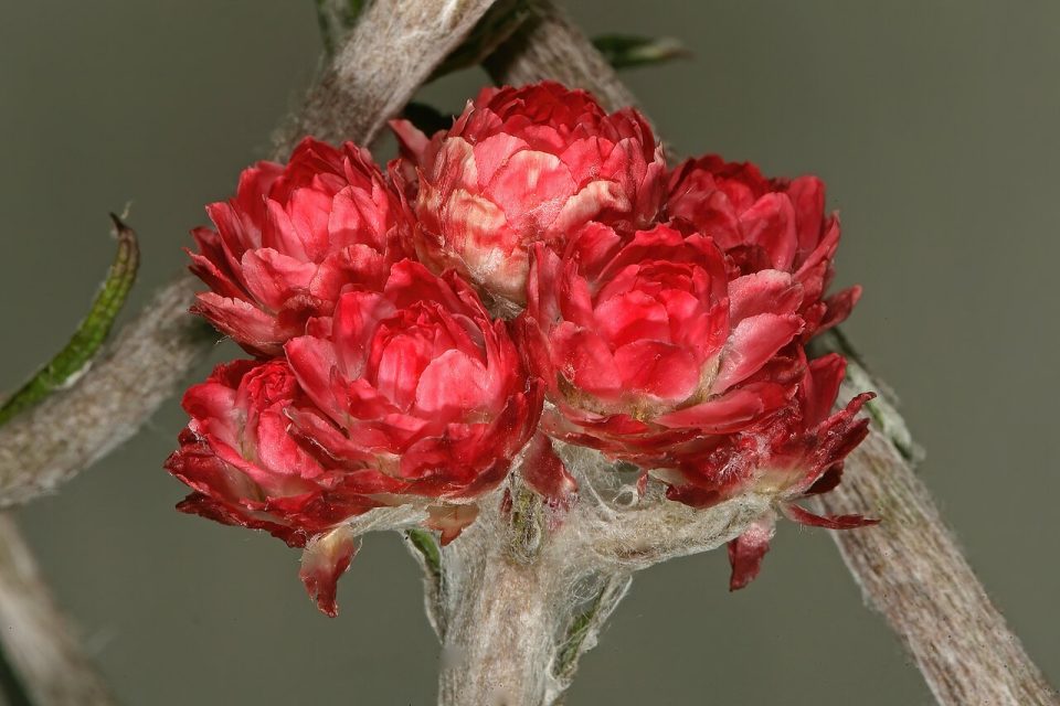 Helichrysum felinum