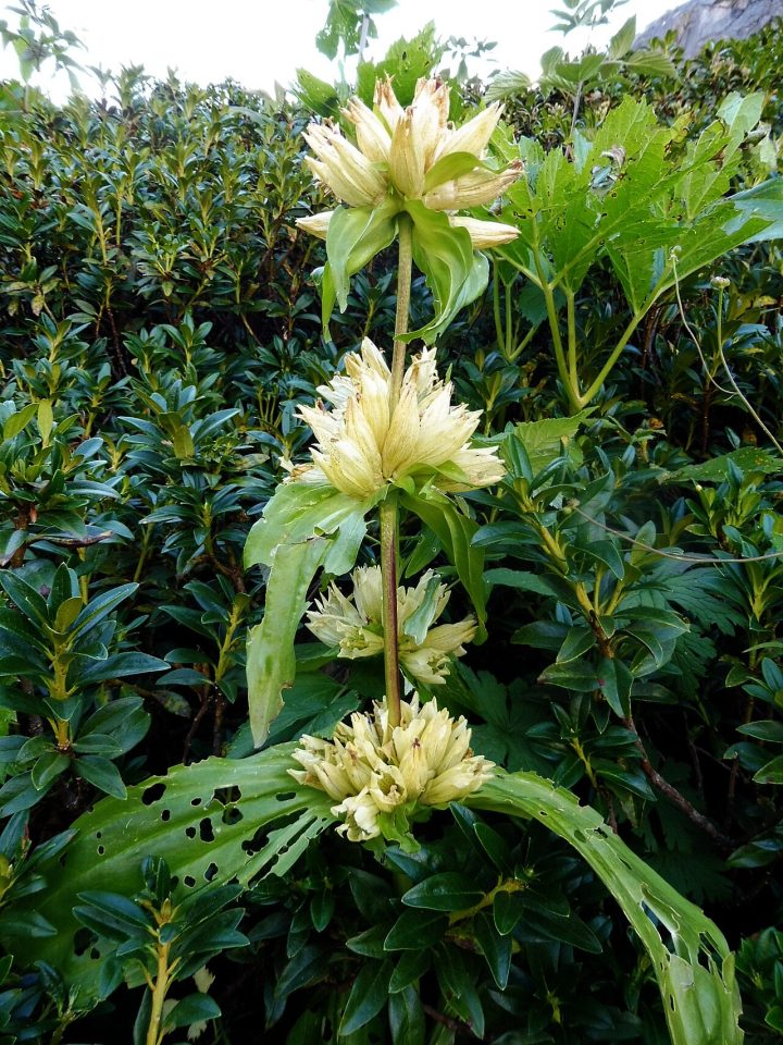 Gentiana burseri