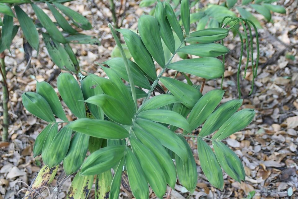 Chamaedorea adscendens
