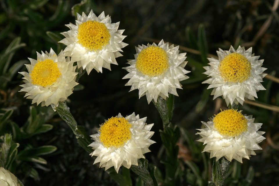 Helichrysum chionosphaerum