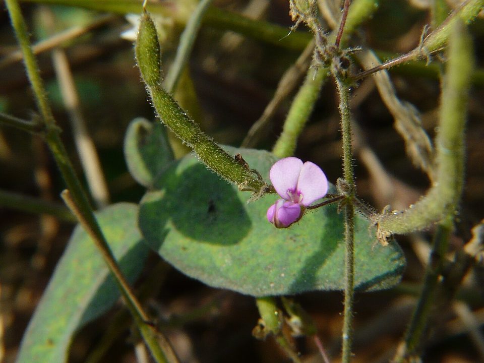 Desmodium scorpiurus