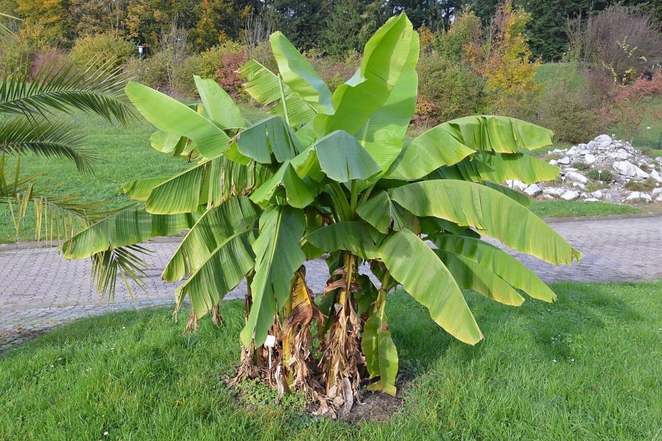 Musa basjoo