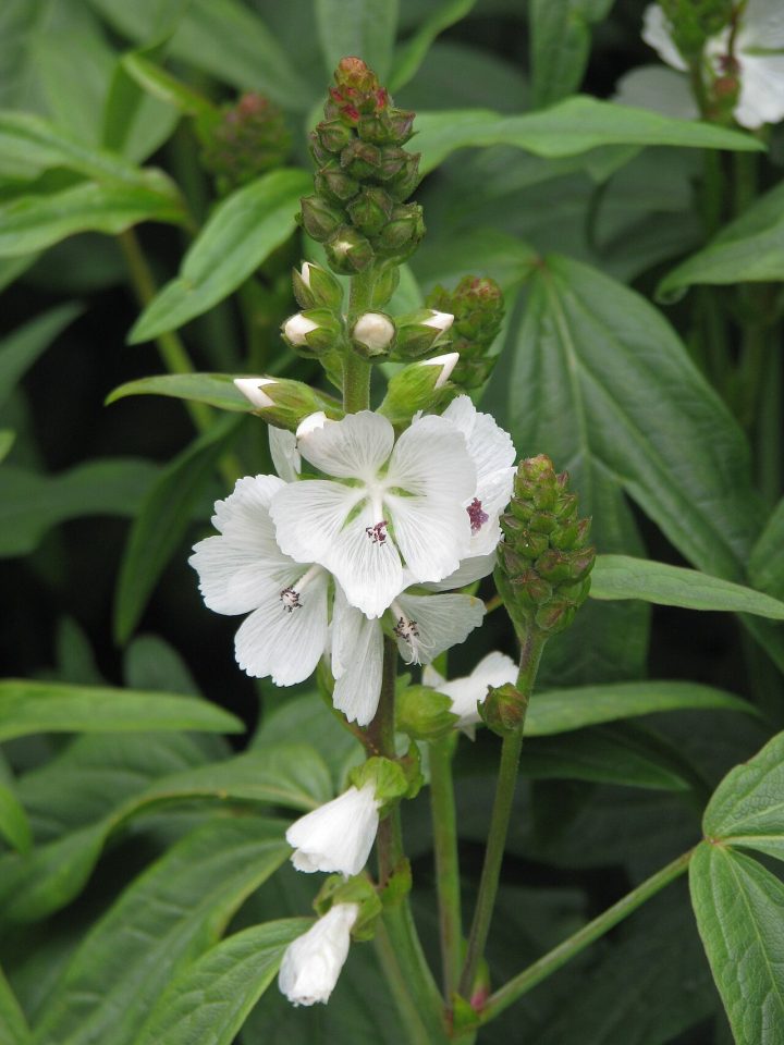 Sidalcea candida