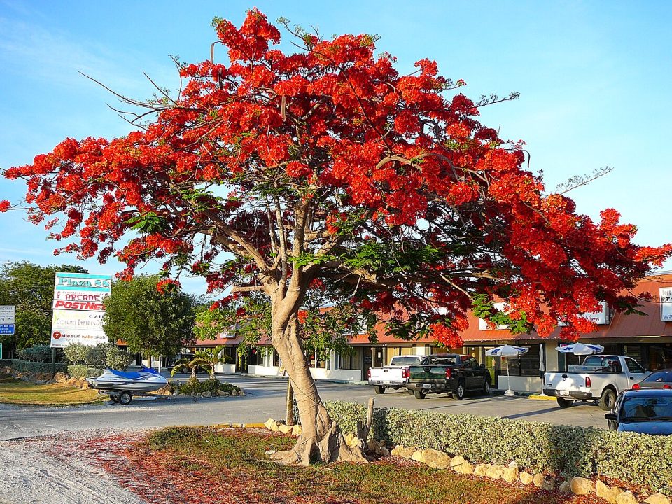 Foto ilustrativa de la especie: Acacia roja