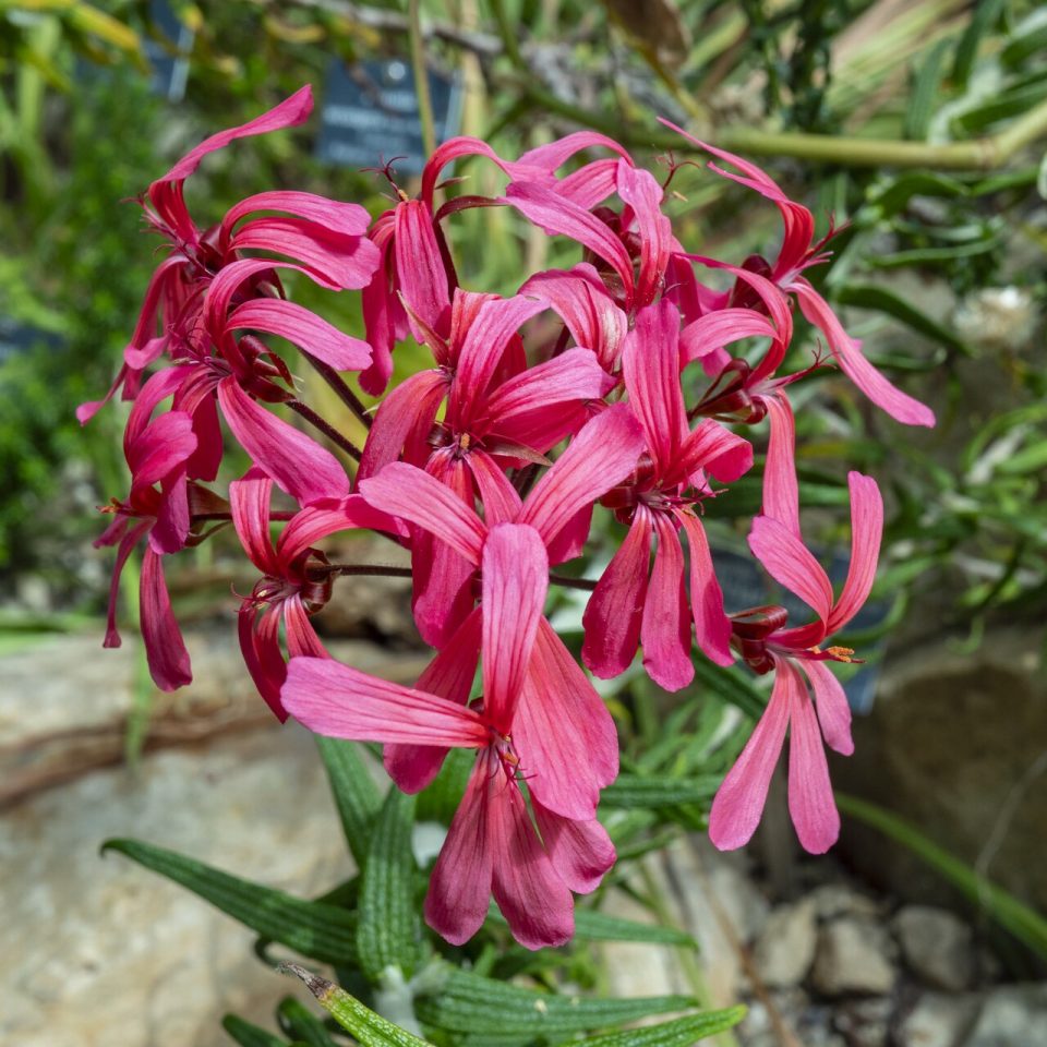 Foto ilustrativa de la especie: Pelargonium zonale · Salmón - naranja claro