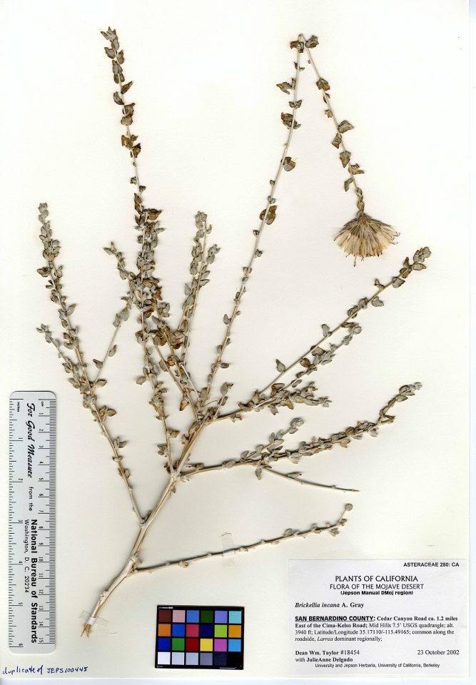 Brickellia incana