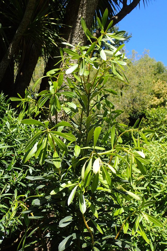 Pseudopanax chathamicus