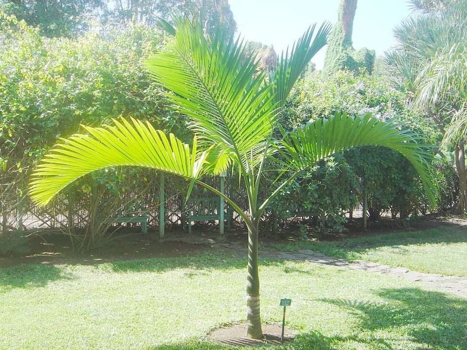 Hyophorbe indica