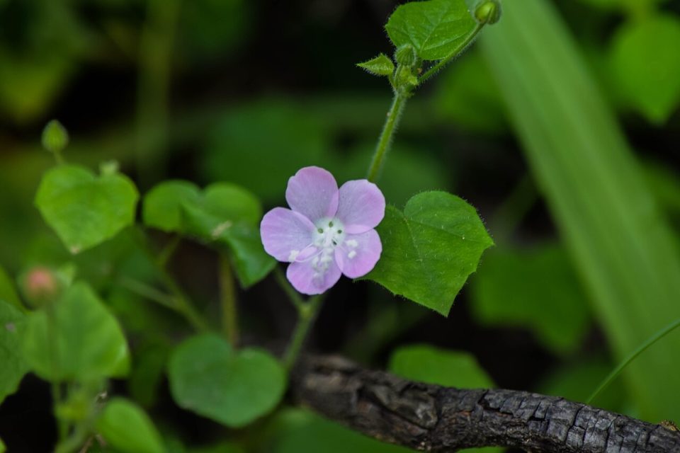Pavonia cristata