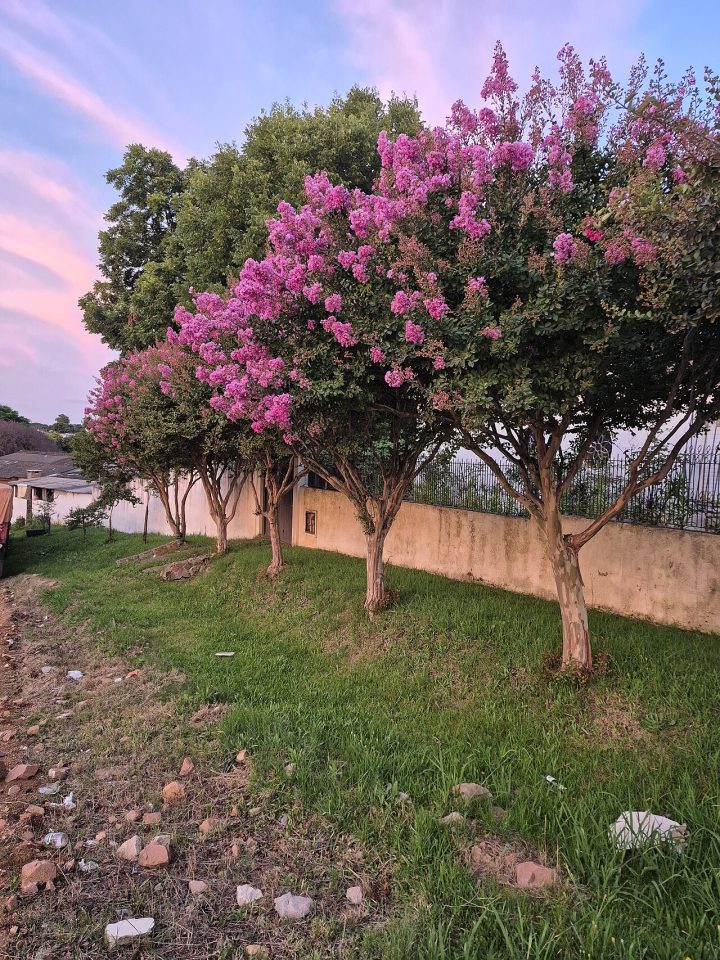 Foto ilustrativa de la especie: Lagerstroemia indica