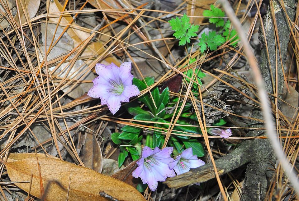 Gentiana duclouxii