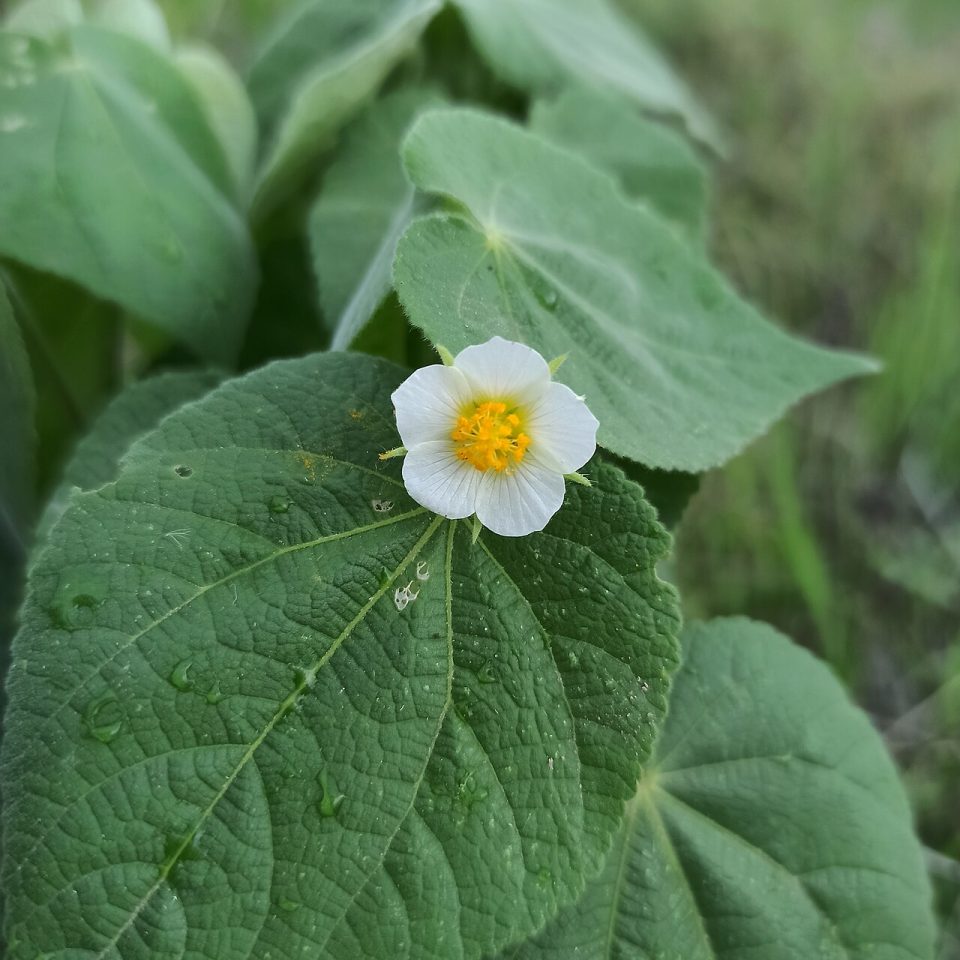 Herissantia crispa