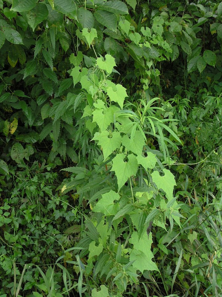 Schizopepon bryoniifolius