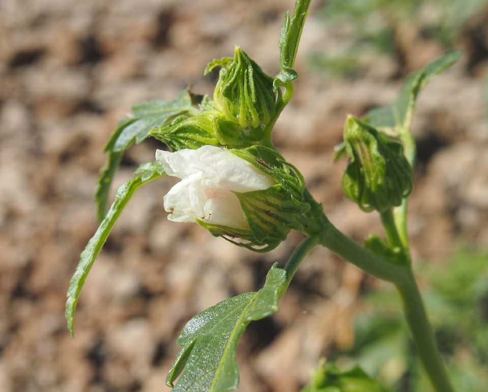 Sabdariffa meraukensis
