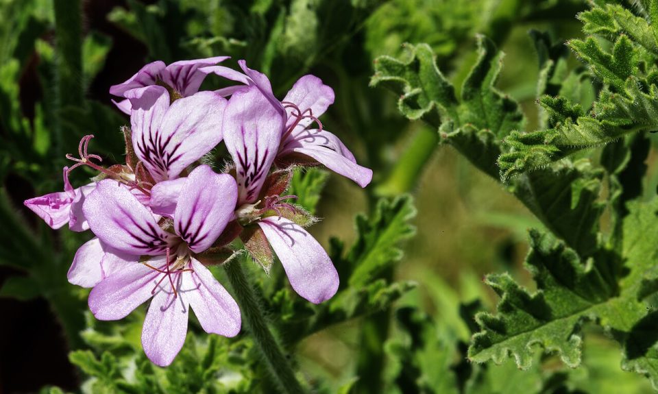 Foto ilustrativa de la especie: Pelargonium graveolens