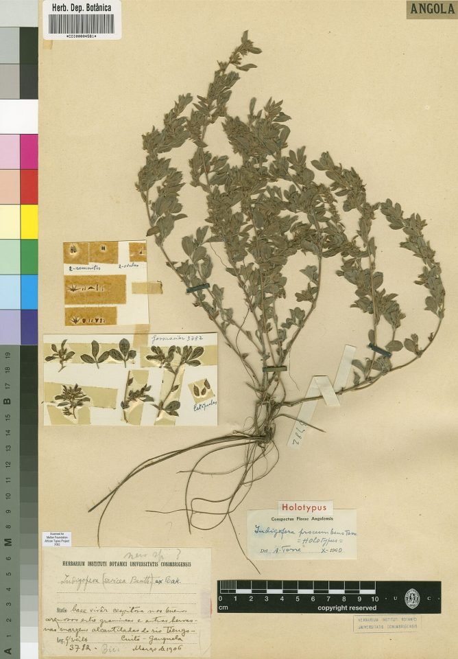 Indigofera incana