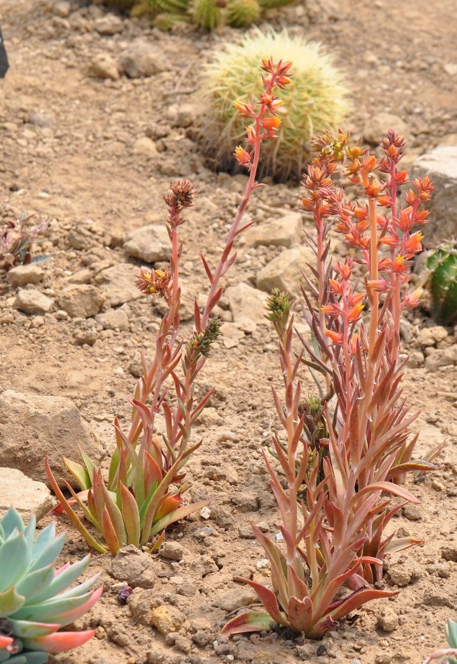 Echeveria paniculata