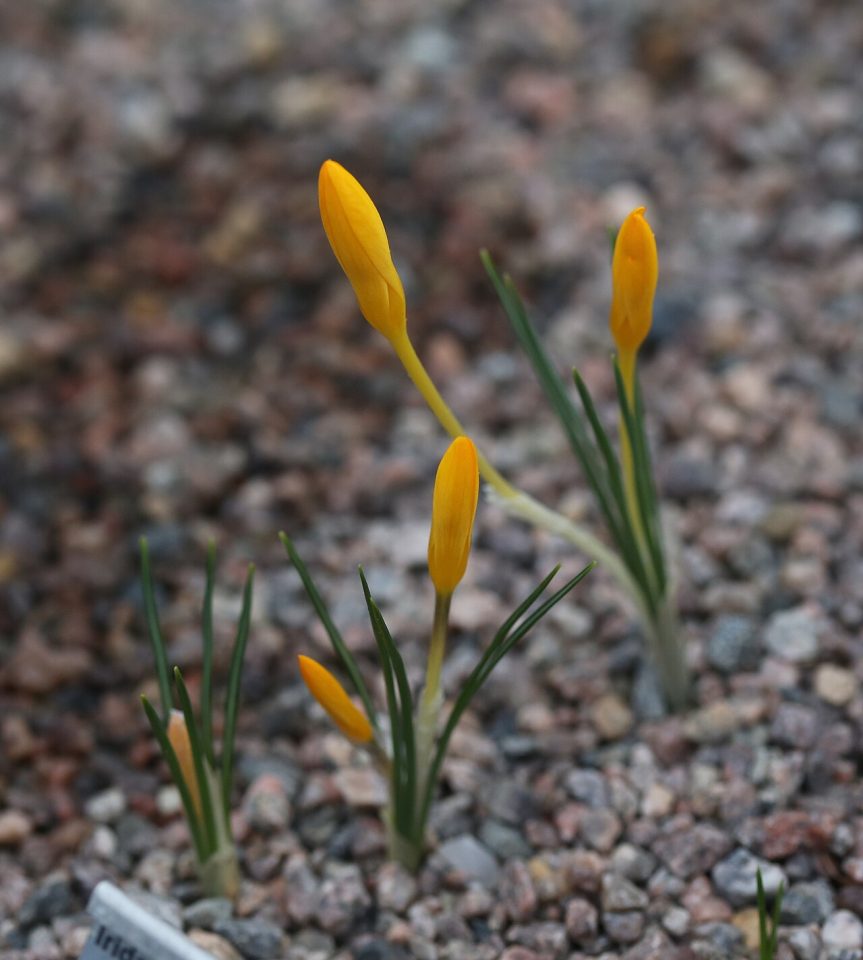 Crocus sieheanus