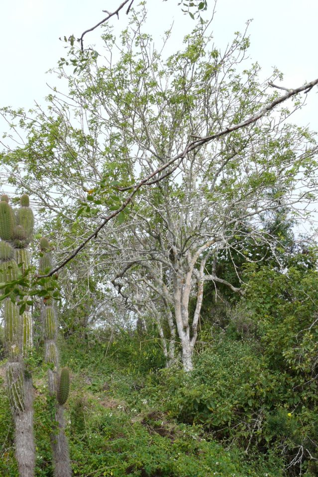 Foto ilustrativa de la especie: Coyoluche, coyoluxi, mizquixochicopalli (náhuatl); nabanche, x-chité (maya); aceitilla, aceitillo, azafrán, palo hediondo (español),