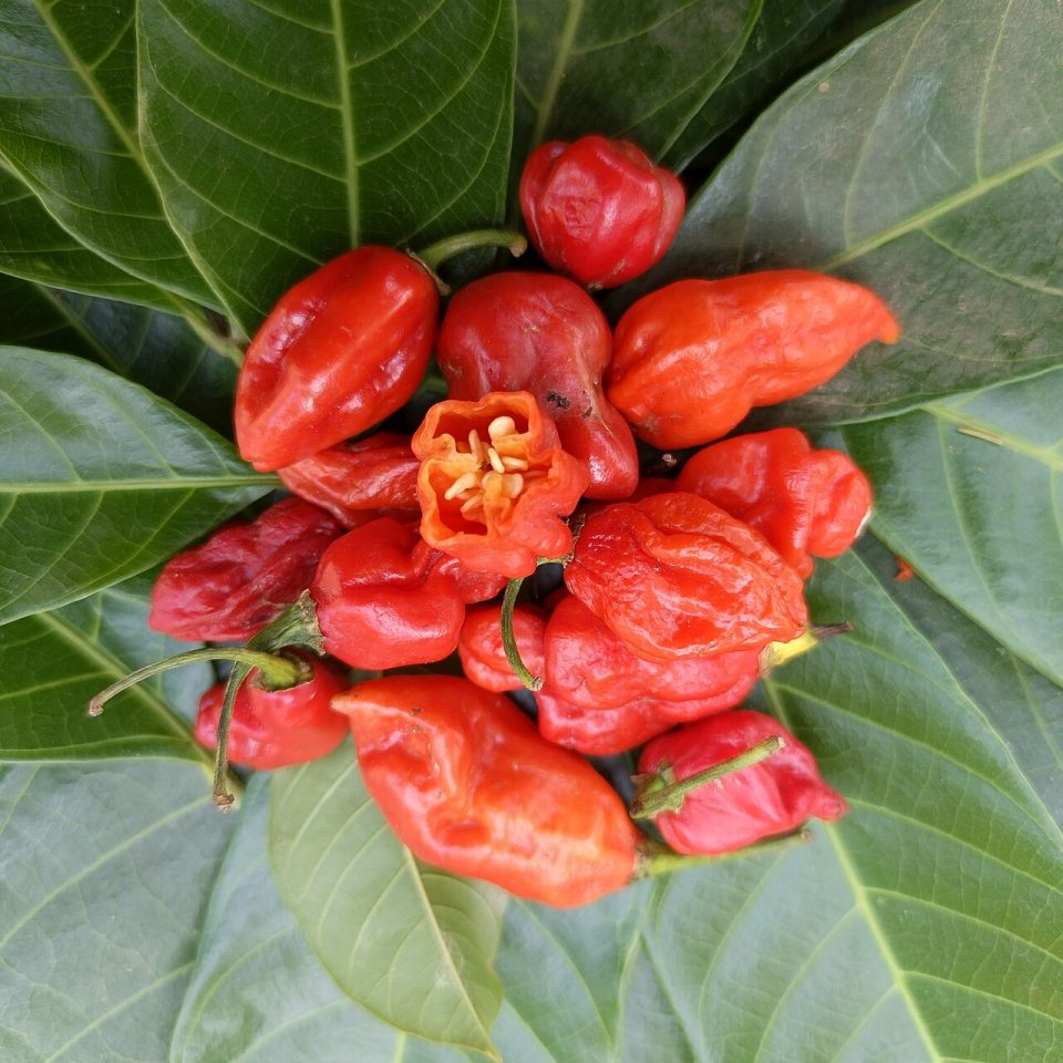 Foto ilustrativa de la especie: Pimento · Jalapeño semipicante