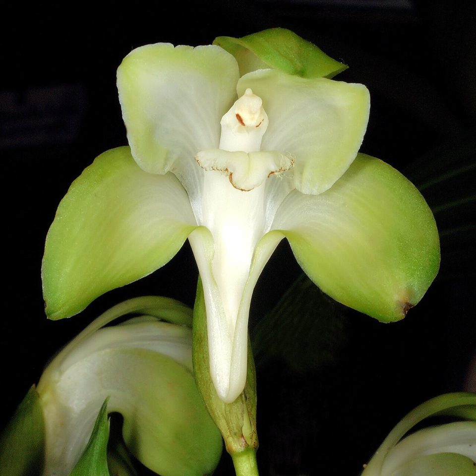 Ida lata