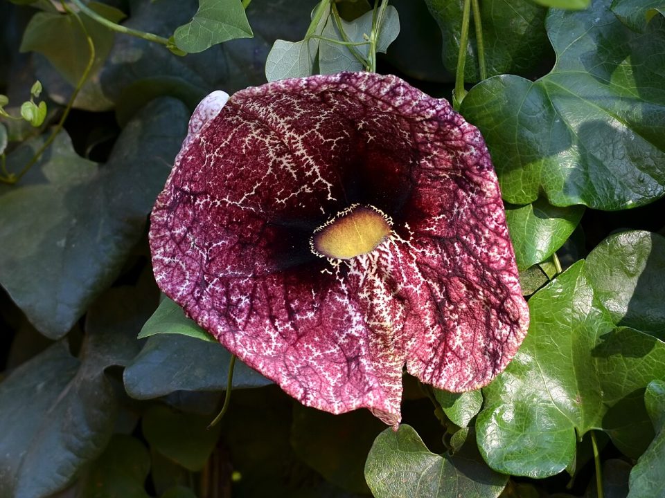Foto ilustrativa de la especie: Patito · Aristolochia elega