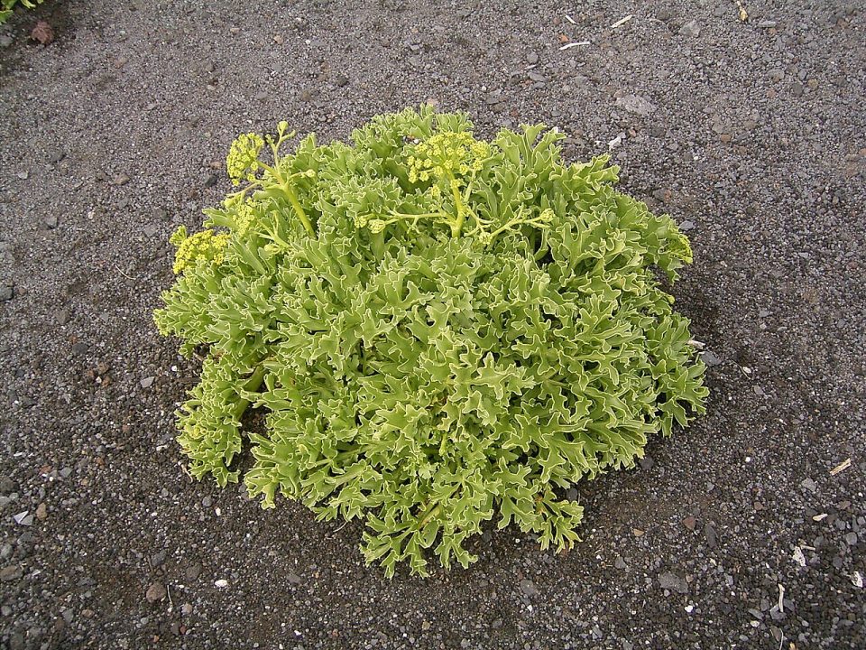 Astydamia latifolia