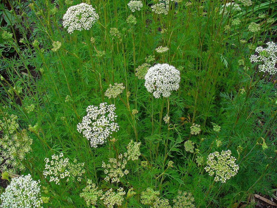 Kadenia dubia