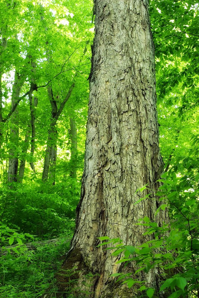 Quercus rubra
