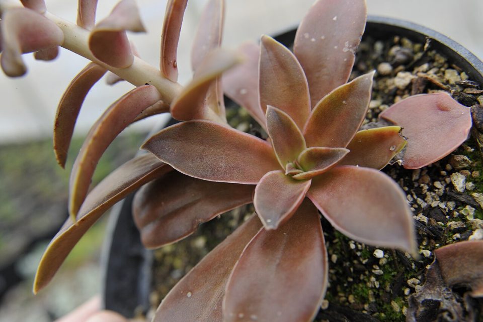 Echeveria dactylifera