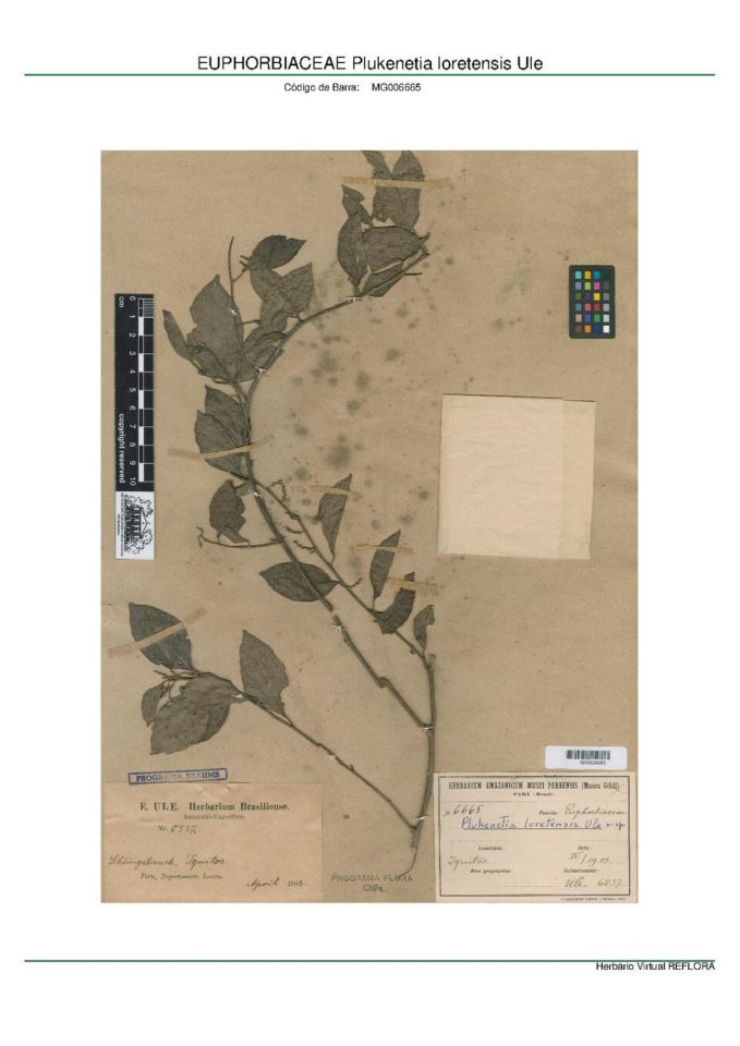 Plukenetia loretensis