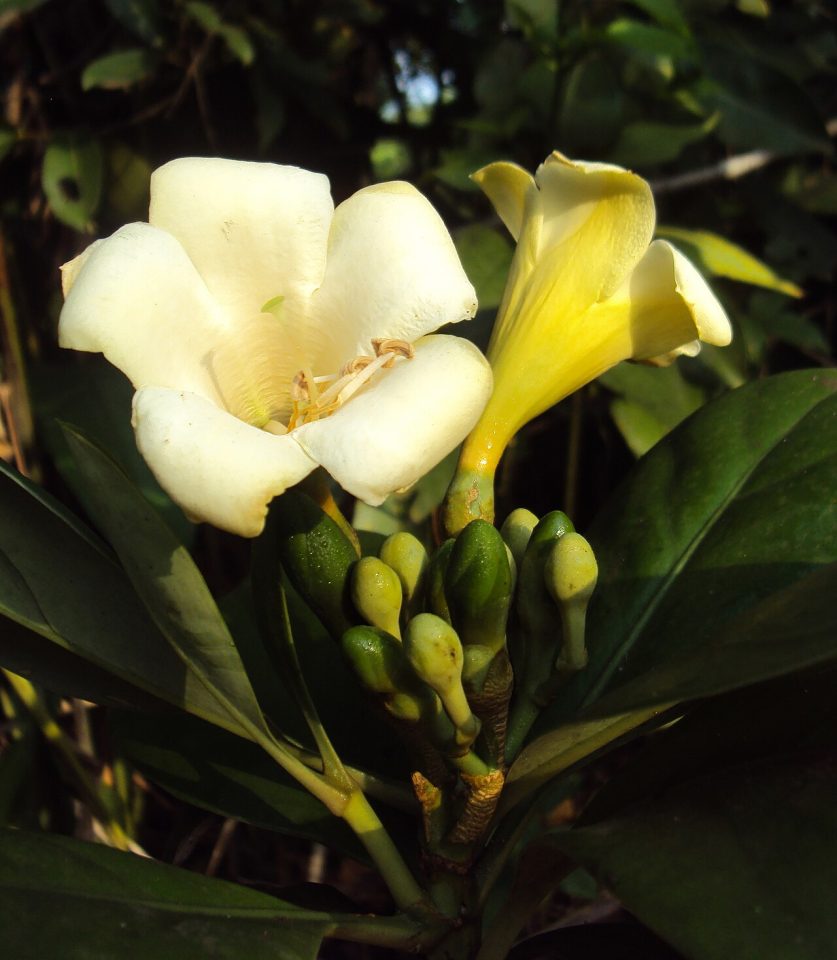 Fagraea ceilanica