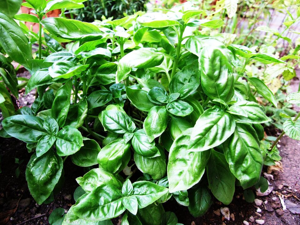 Foto ilustrativa de la especie: Albahaca · Hoja fina